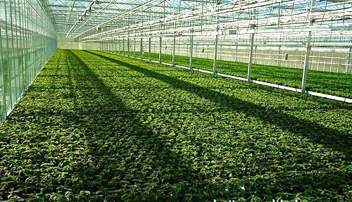 在大棚、養(yǎng)殖場中環(huán)境監(jiān)測傳感器的應(yīng)用