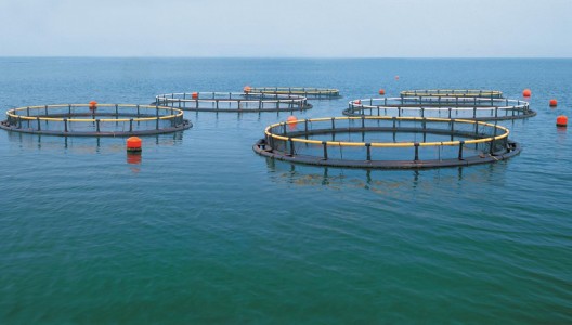 溫度傳感器、溶解氧傳感器應(yīng)用于水產(chǎn)養(yǎng)殖