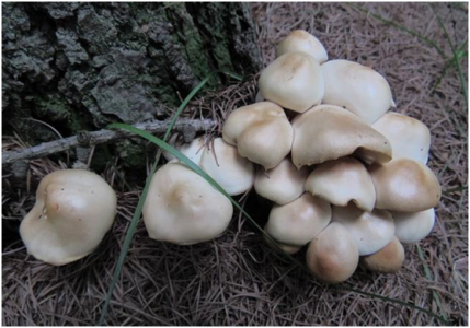 蘑菇大棚中氧氣檢測(cè)的方法