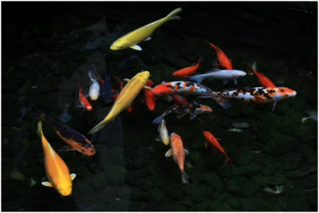 錦鯉過濾系統(tǒng)液位傳感器的應(yīng)用