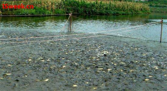 水產(chǎn)養(yǎng)殖中檢測氨氮的氨氮傳感器