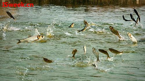 關(guān)于養(yǎng)殖魚蝦過程中PH值升降的檢測