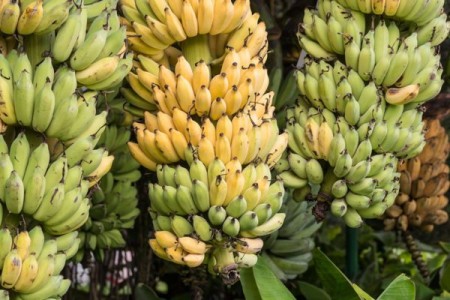 氧氣傳感器延長易腐貨物在儲存或運輸過程中的應(yīng)用