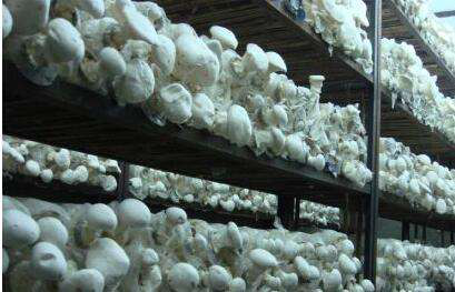 CO2傳感器在菌菇房養(yǎng)殖中的應用