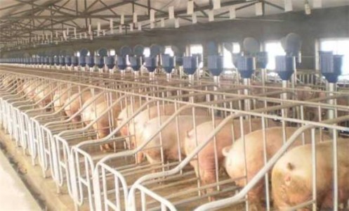 養(yǎng)豬場環(huán)境監(jiān)測用的4種傳感器