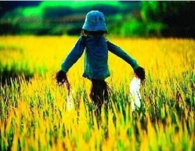 溫濕度傳感器應(yīng)用在智慧稻草人中監(jiān)測(cè)麥田