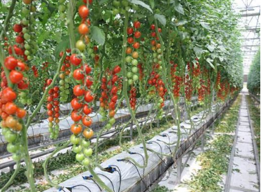 二氧化碳傳感器有效監(jiān)測二氧化碳濃度對農(nóng)作物生長的影響情況