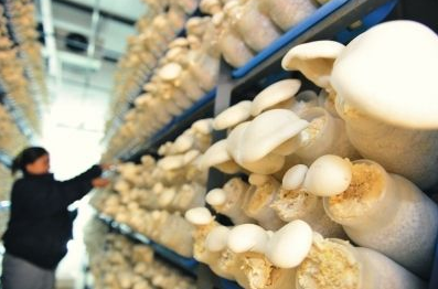 農(nóng)業(yè)物聯(lián)網(wǎng)之食用菌種植過程中抗高濕CO2傳感器選擇