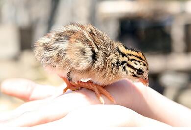養(yǎng)殖場(chǎng)孵化器中應(yīng)用的溫濕度傳感器