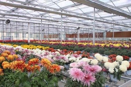 物聯(lián)網(wǎng)傳感器技術(shù)在農(nóng)業(yè)花卉種植中的重大作用