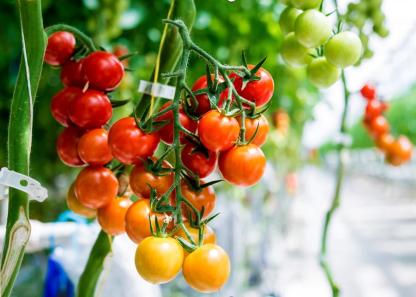 CO2傳感器在溫室農(nóng)業(yè)和垂直農(nóng)業(yè)中的應(yīng)用