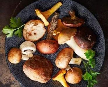 菌菇生長環(huán)境過程中CO2傳感器應(yīng)用解決方案