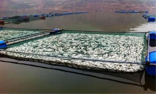 養(yǎng)殖池塘水質(zhì)監(jiān)測(cè)中氧化還原電位(ORP)傳感器的作用