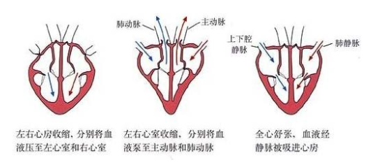 光纖壓力傳感器在左心室壓力監(jiān)測中的作用
