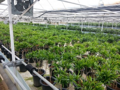 抗高濕二氧化碳傳感器在植物養(yǎng)殖中的應(yīng)用