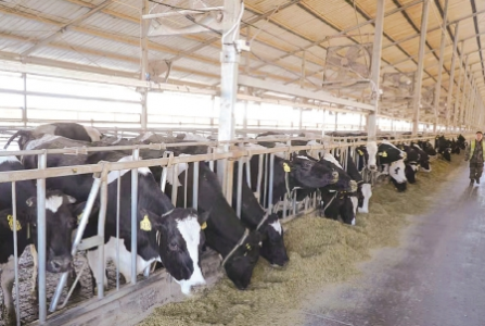 乳品廠的危險(xiǎn)氣體檢測(cè)，保障食品和工人的安全