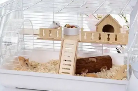 氧氣傳感器在小動(dòng)物缺氧檢測系統(tǒng)中的氧濃度監(jiān)測應(yīng)用?