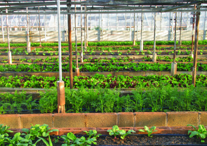 應(yīng)用在農(nóng)業(yè)環(huán)境溫度監(jiān)測(cè)中的高精度數(shù)字溫度傳感芯片